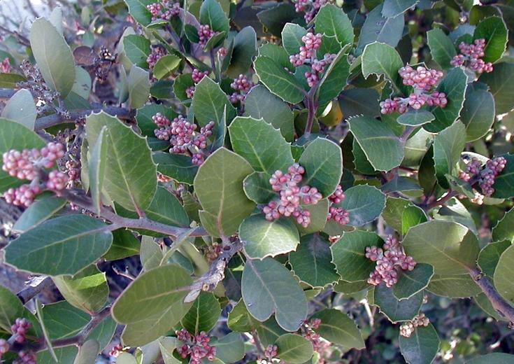 لیمونادبِری